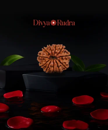 11 Mukhi Rudraksha From Nepal Original Certified By Igl 11 मुखी रुद्राक्ष 11 Face Rudraksha 11 Mukhi Eleven Face Rudraksha For Women Men Astrological Purpose Eleven Mukhi Rudraksh For Men & Women