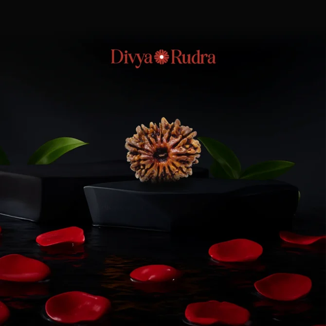 13 Mukhi Faced Nepali Rudraksha Rudraksha | Natural & Certified | Astrological Benefits | Positive Energy | Unisex for Men & Women