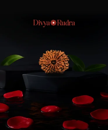 14 Mukhi Nepali Rudraksha Original Certified Pure Rudrakshaa 14 Face Fourteen Mukhii Rudraksh चौदह मुखी नेपाल बीड रुद्राक्ष Chaudah Mukhas Rudrakshas 14 मुखी नेपाली ओरिजिनल रुद्राक्ष for Jap