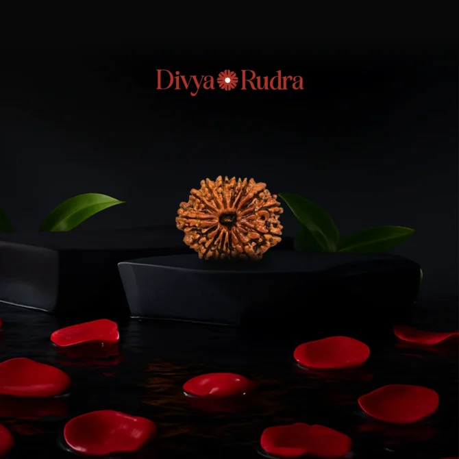 14 Mukhi Nepali Rudraksha Original Certified Pure Rudrakshaa 14 Face Fourteen Mukhii Rudraksh चौदह मुखी नेपाल बीड रुद्राक्ष Chaudah Mukhas Rudrakshas 14 मुखी नेपाली ओरिजिनल रुद्राक्ष for Jap