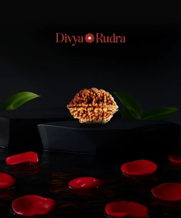 2 Mukhi Rudraksha – Original Do Mukhi Bead India - Divya Rudra