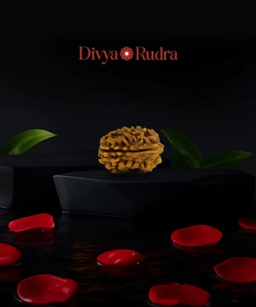 3 Mukhi Rudraksha Online – Certified & Natural Bead