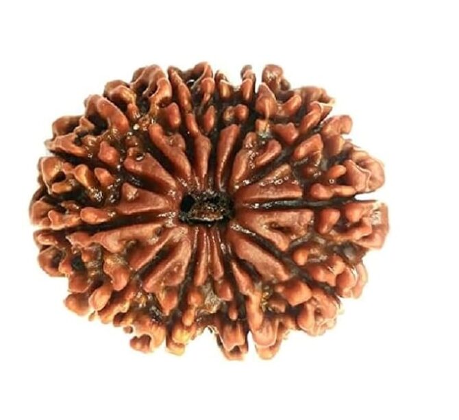12 Mukhi Nepali Rudraksha Original Certified बारह मुखी रुद्राक्ष Brown Beads 12 Face Rudraksh 12 मुखी रुद्राक्ष Barah Mukhe Rudrakshaa Pendent For Men Women Natural Twelve Face Rudraksha Blessing Lord Vishnu. - Image 3