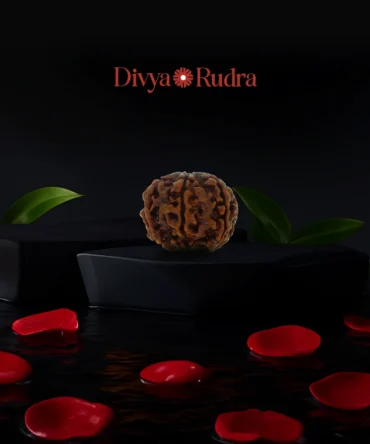 6 Mukhi Rudraksha (Nepali Origin) – Natural & Certified