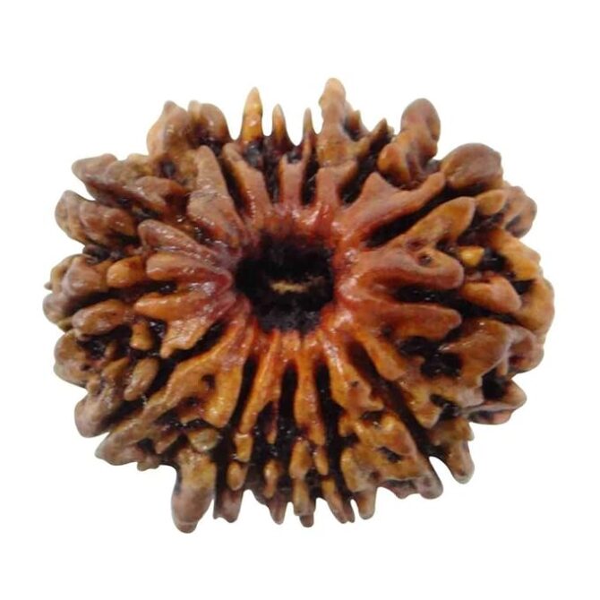 13 Mukhi Faced Nepali Rudraksha Rudraksha | Natural & Certified | Astrological Benefits | Positive Energy | Unisex for Men & Women - Image 4