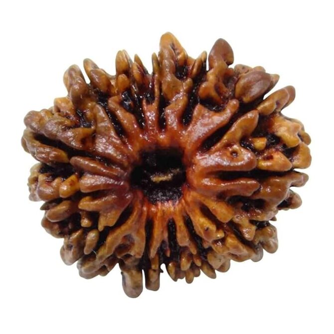 13 Mukhi Faced Nepali Rudraksha Rudraksha | Natural & Certified | Astrological Benefits | Positive Energy | Unisex for Men & Women - Image 3