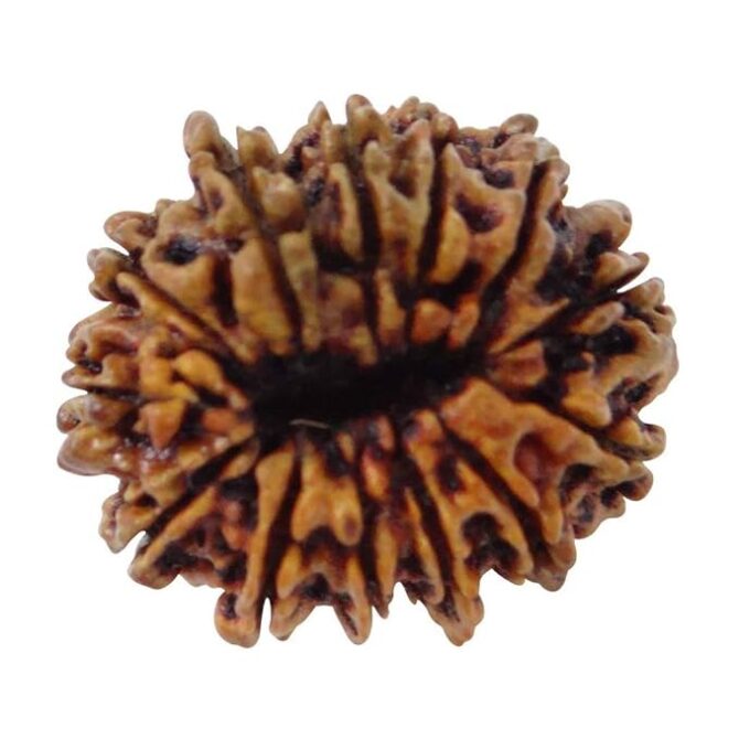 13 Mukhi Faced Nepali Rudraksha Rudraksha | Natural & Certified | Astrological Benefits | Positive Energy | Unisex for Men & Women - Image 5