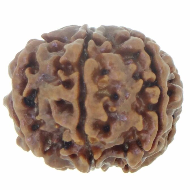 6 Mukhi Rudraksha (Nepali Origin) – Natural & Certified - Image 5