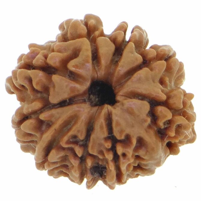 9 Mukhi Rudraksha (Nepali Origin) – Natural & Certified - Image 3