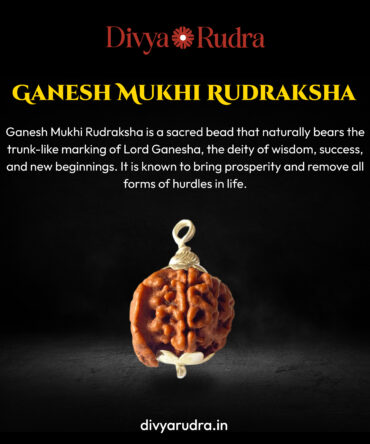 Ganesh Mukhi Rudraksha - Nepali Original