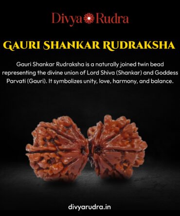 Natural Gauri Shankar Rudraksha Bead